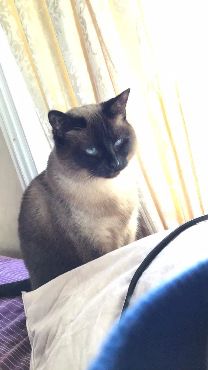 Lost cat in Englewood Cliffs, NJ, 7632