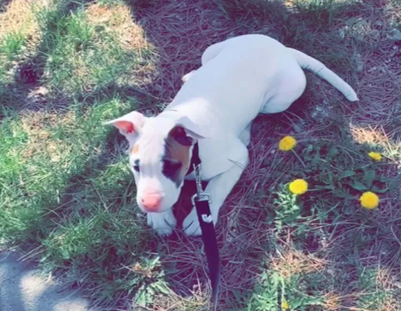 Lost dog in Denver, CO, 80216