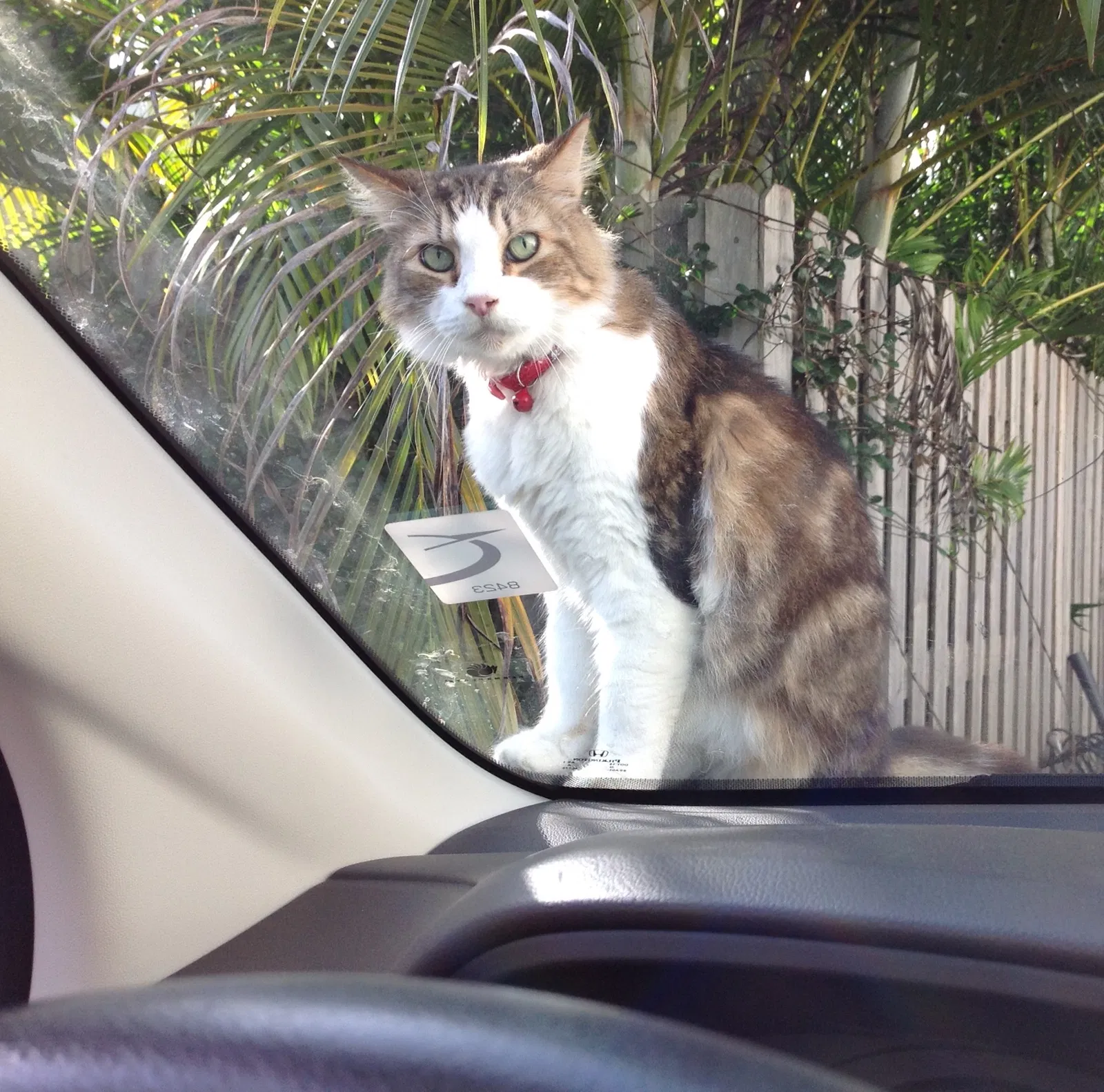 Lost cat in Saint Petersburg, FL, 33705