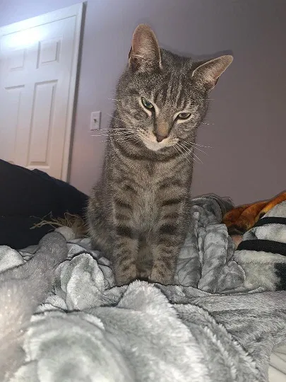 Lost cat in Richmond, VA, 23227