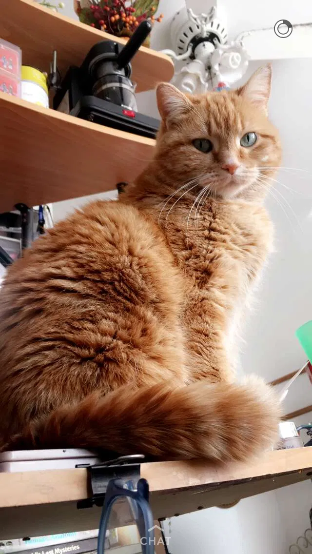 Lost cat in Peoria, IL, 61605