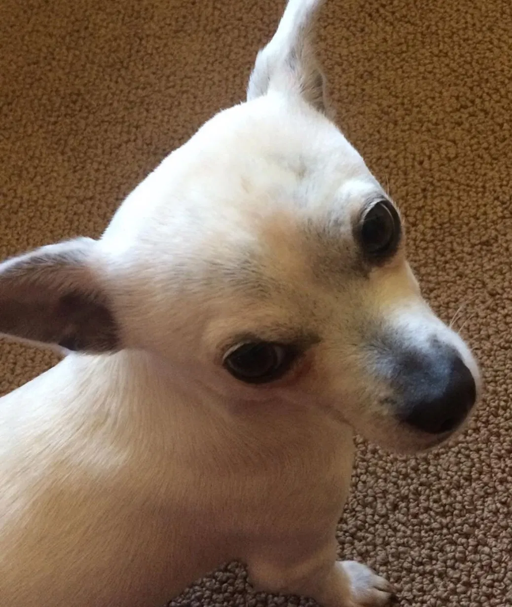 Lost dog in Vancouver, WA, 98661