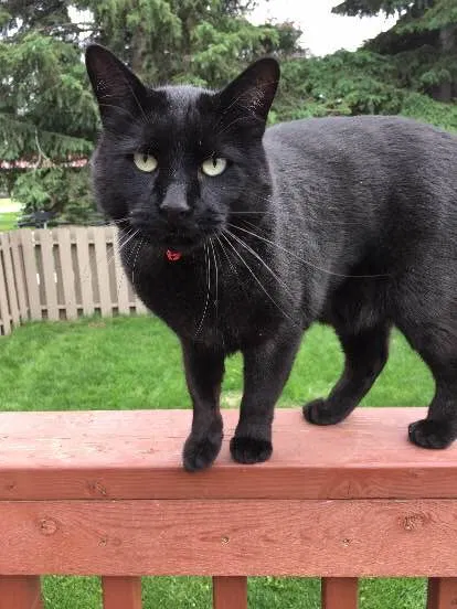 Lost cat in Fort Bragg, NC, 28307