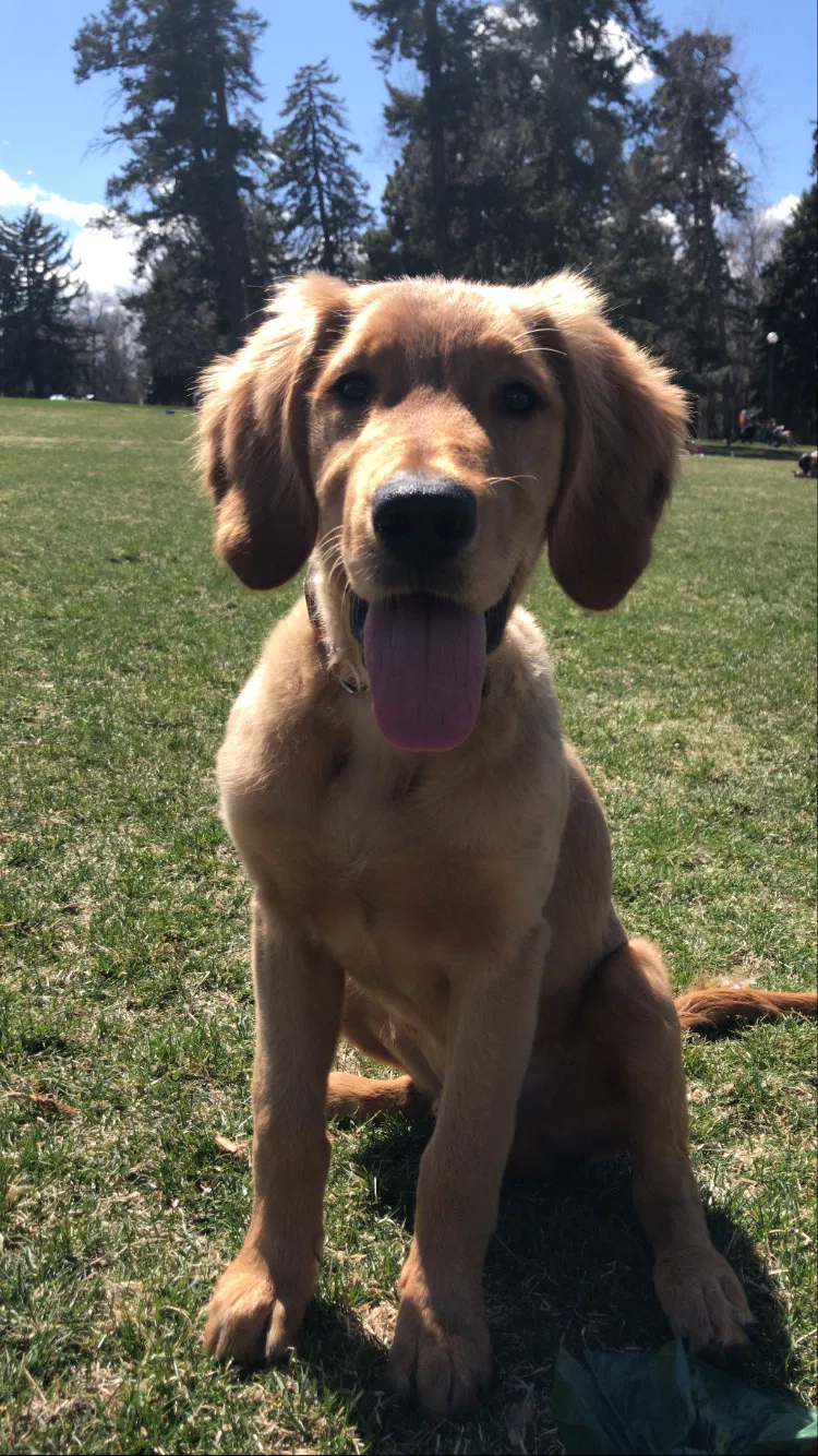 Lost dog in Denver, CO, 80223