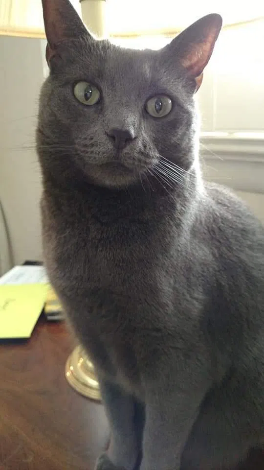 Lost cat in Norristown, PA, 19401