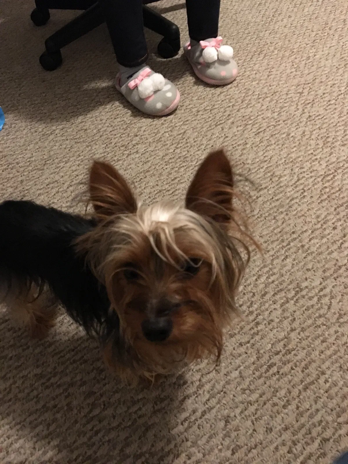 Lost dog in Kissimmee, FL, 34741