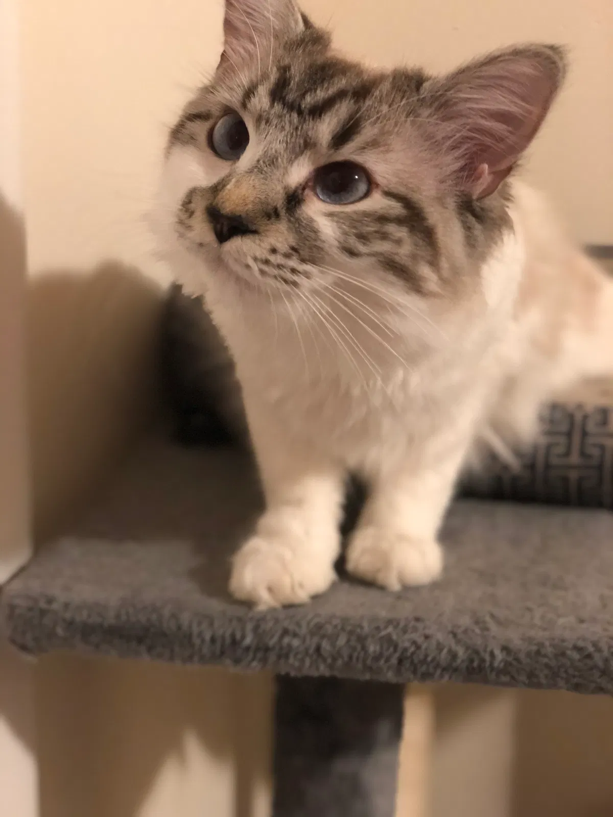 Lost cat in Greensboro, NC, 27405