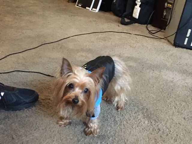 Lost dog in Seattle, WA, 98104