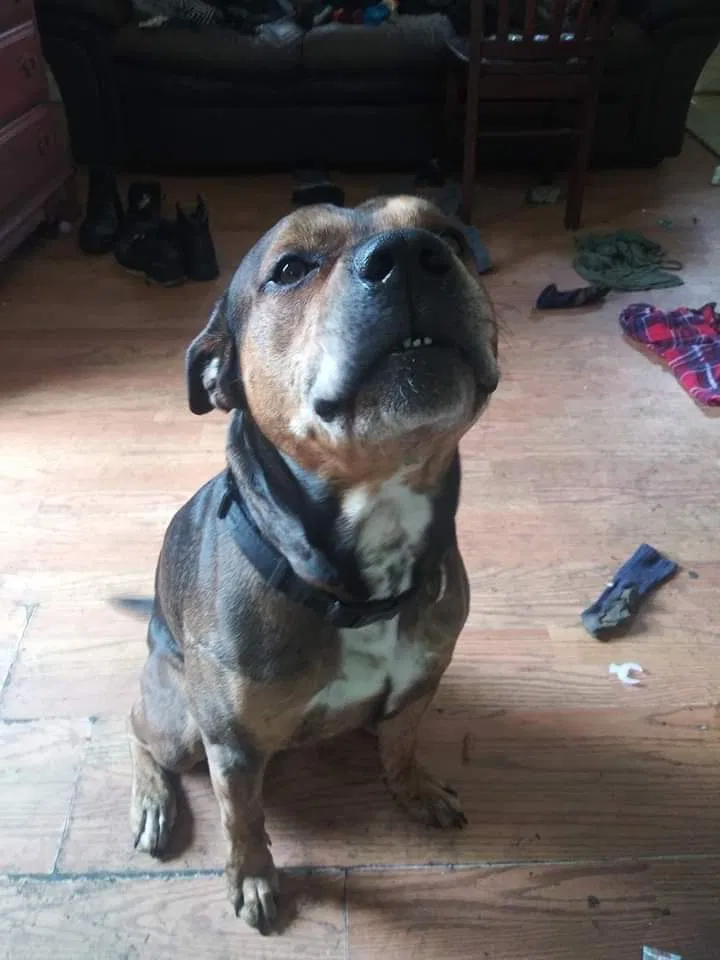 Lost dog in Hampton, VA, 23669