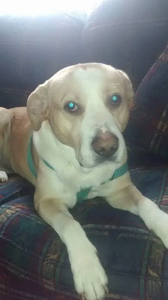 Lost dog in Unknown, VA, 236605