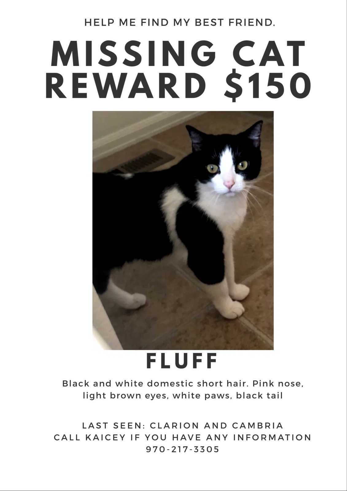 Lost cat in Fort Collins, CO, 80524