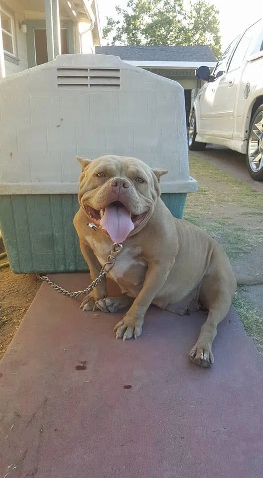 Lost dog in Fresno, CA, 93707