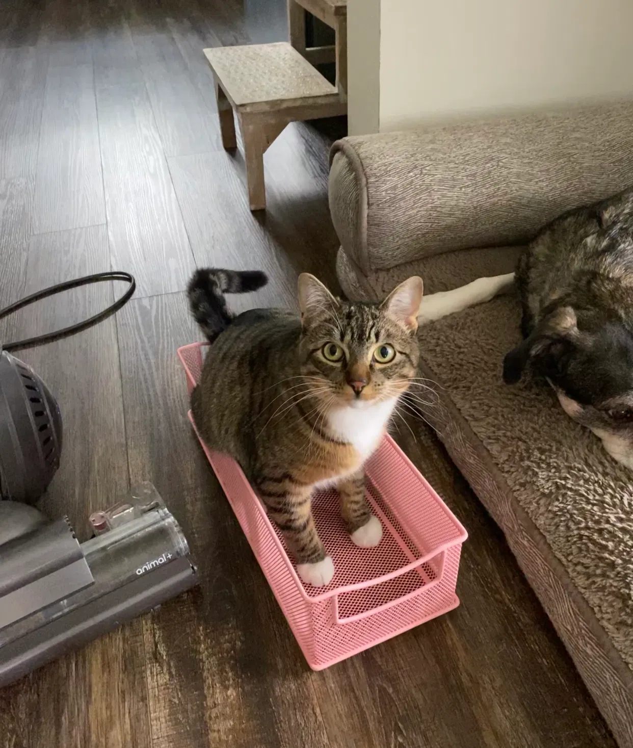 Lost cat in Tacoma, WA, 98446