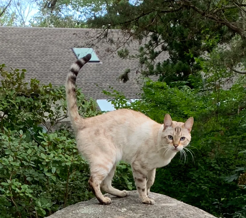 Lost cat in Weston, CT, 6883