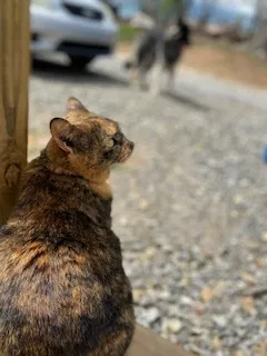 Lost cat in Candler, NC, 28715