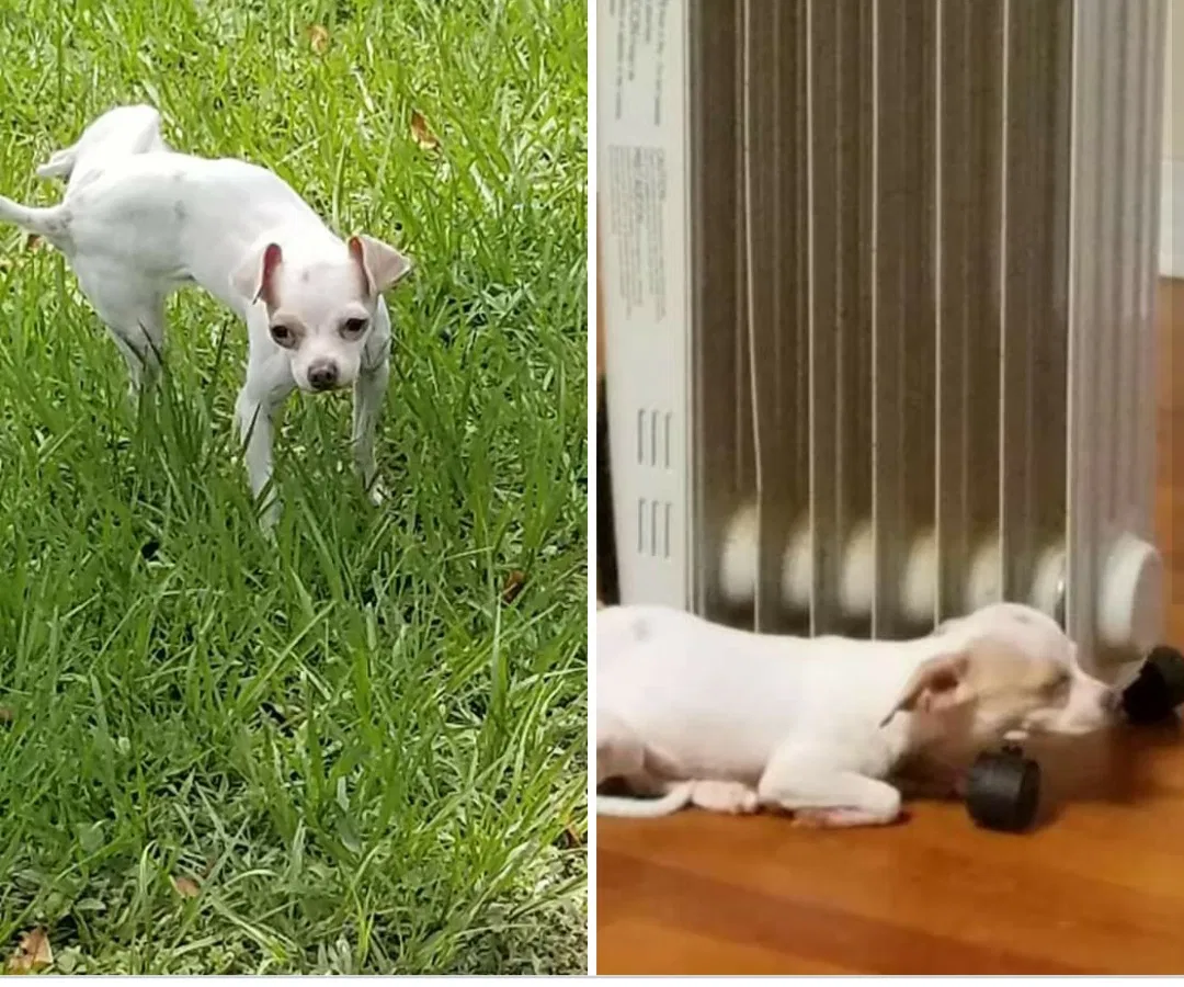 Lost dog in Auburndale, FL, 33823