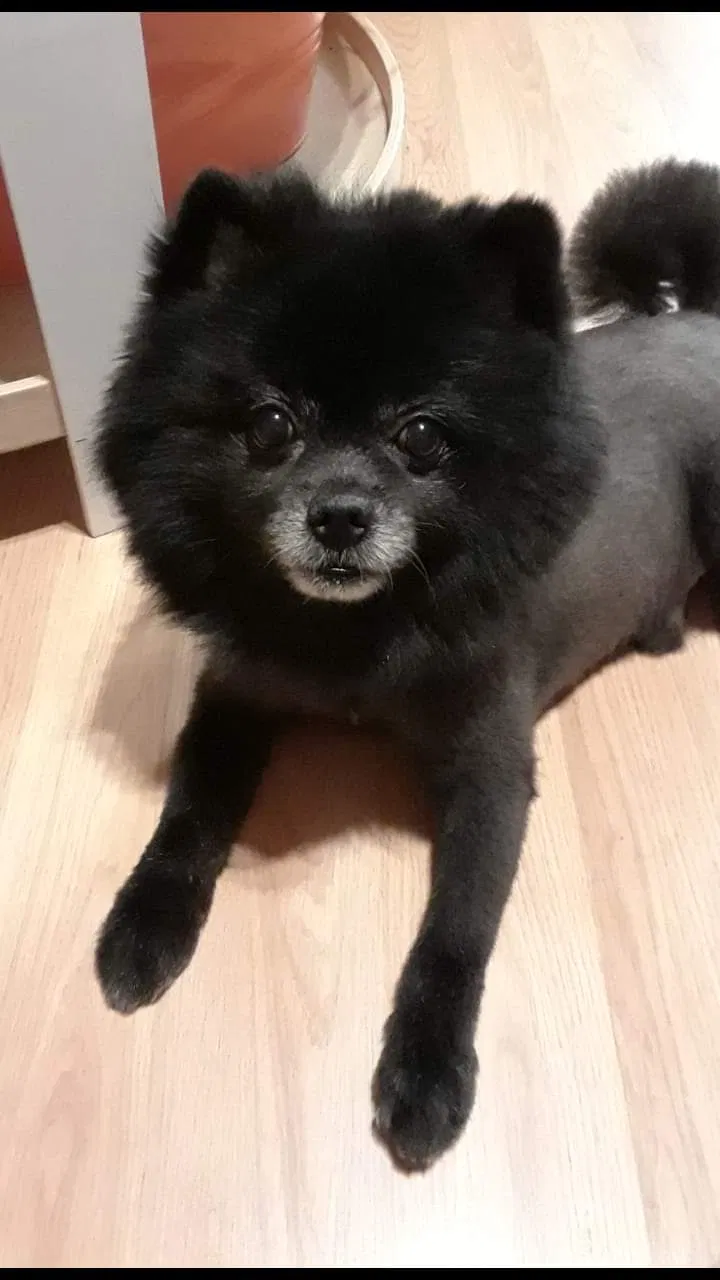 Lost dog in Flint, MI, 48505