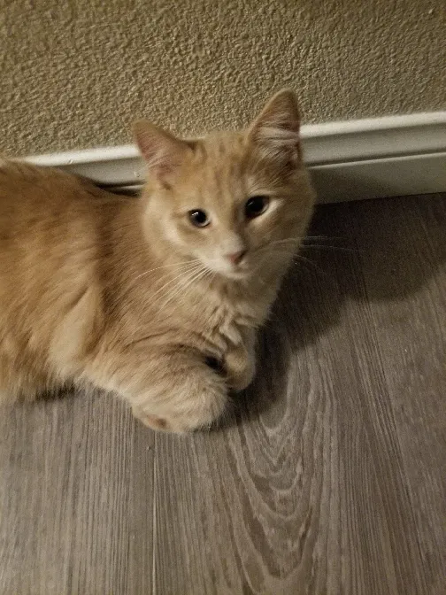 Lost cat in San Dimas, CA, 91773