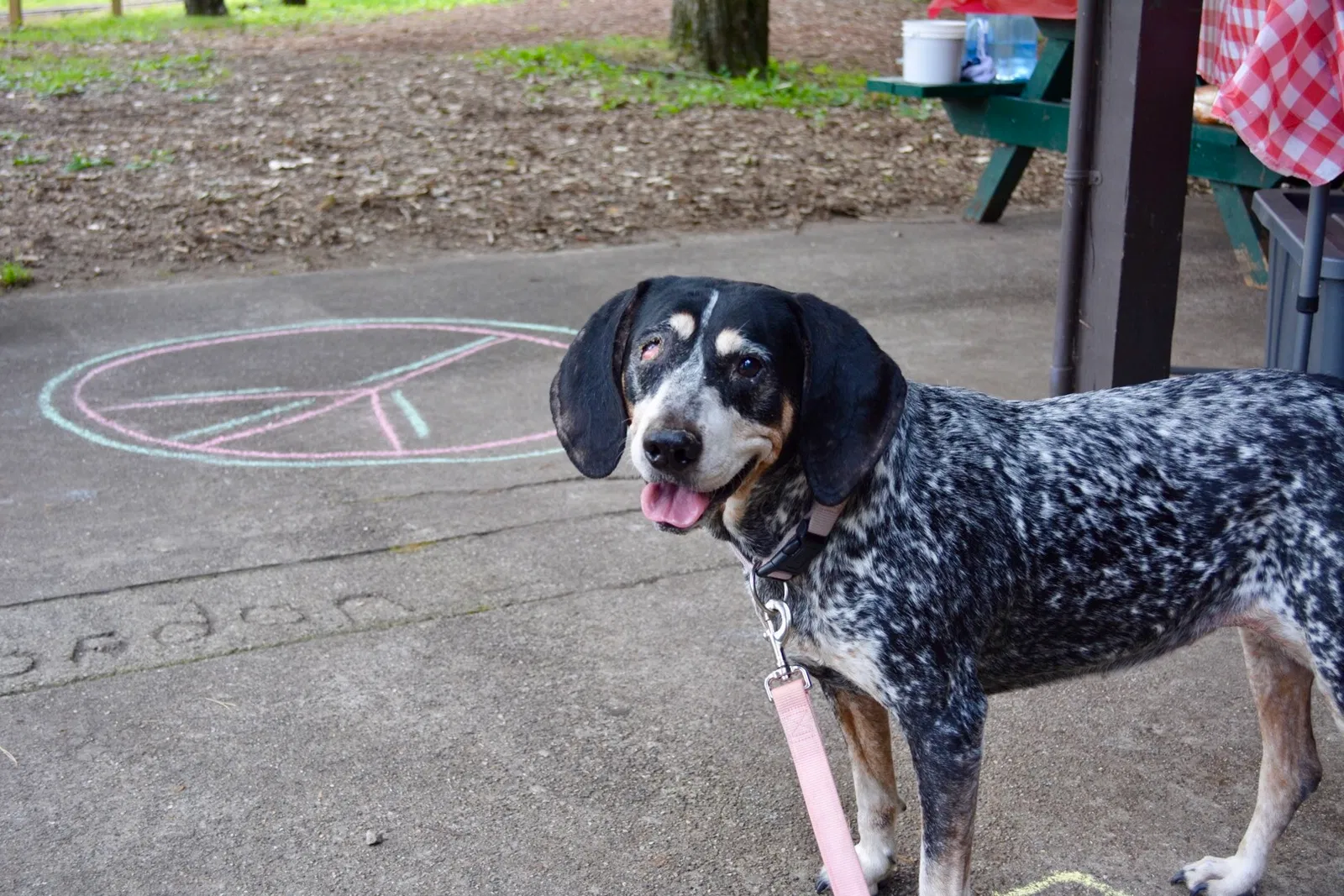 Lost dog in Saginaw, MI, 48609