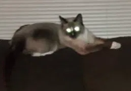 Lost cat in Phoenix, AZ, 85051