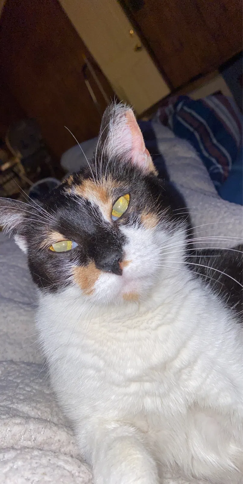 Lost cat in Morganton, NC, 28655