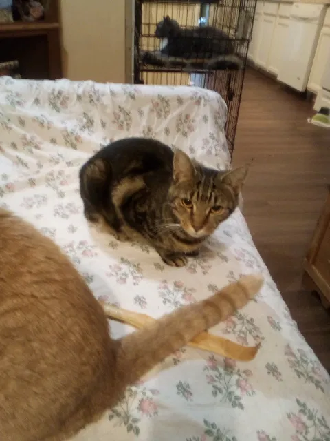Lost cat in Birch Run, MI, 48415