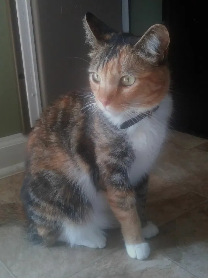 Lost cat in Hope Mills, NC, 28348