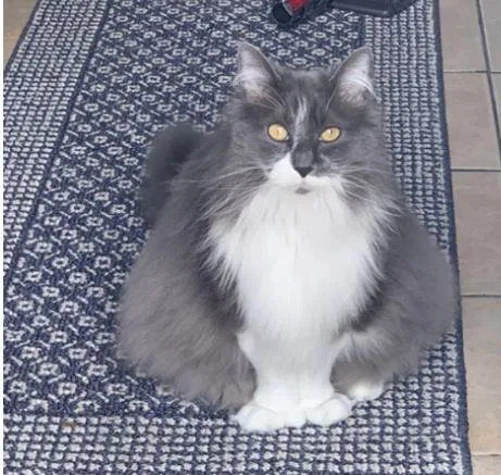 Lost cat in Stamford, CT, 6907