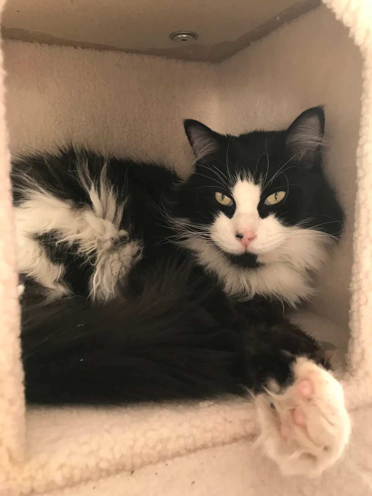 Lost cat in Tucson, AZ, 85718
