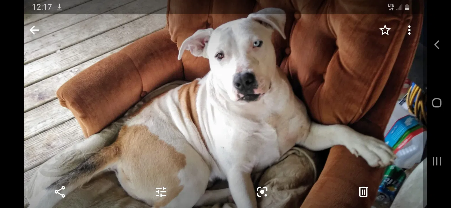 Lost dog in Lakeland, FL, 33809