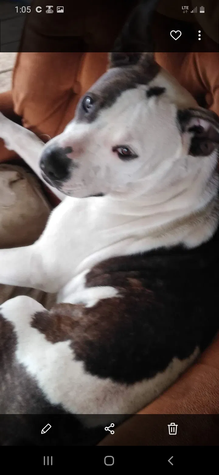 Lost dog in Lakeland, FL, 33809