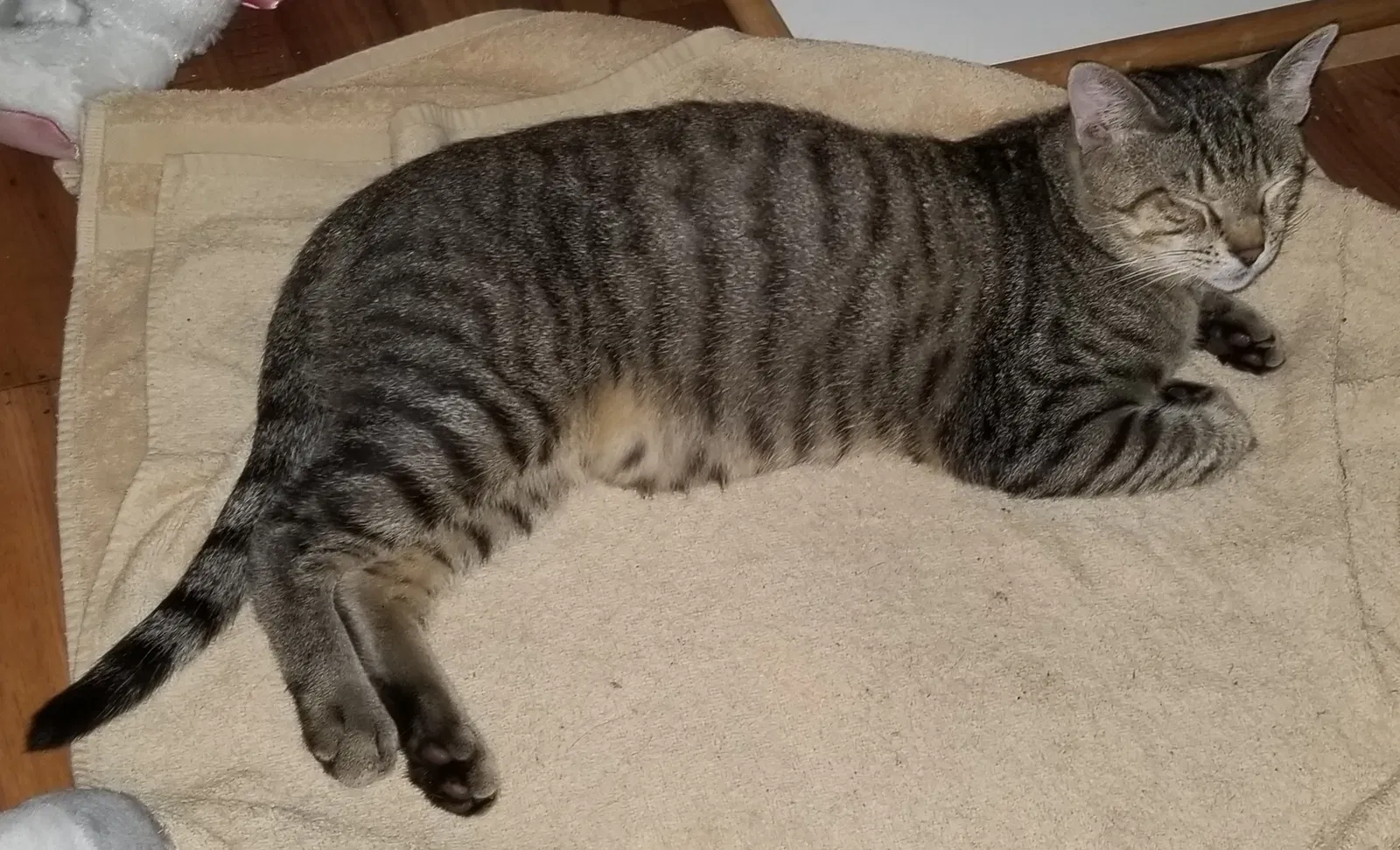 Lost cat in Daytona Beach, FL, 32114