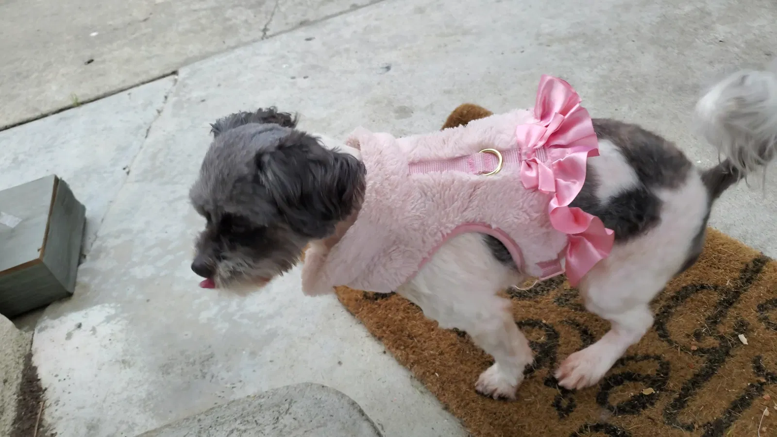 Lost dog in Anaheim, CA, 92804
