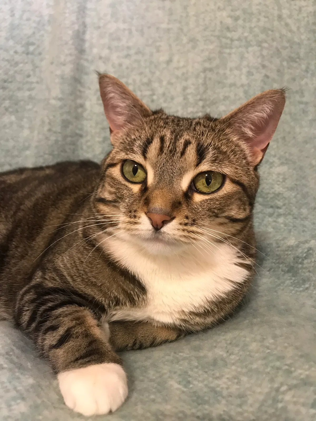 Lost cat in Arvada, CO, 80003