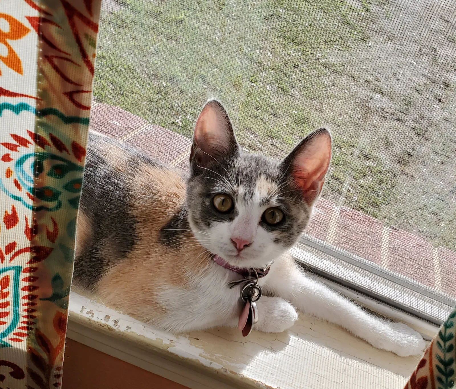 Lost cat in Mobile, AL, 36618