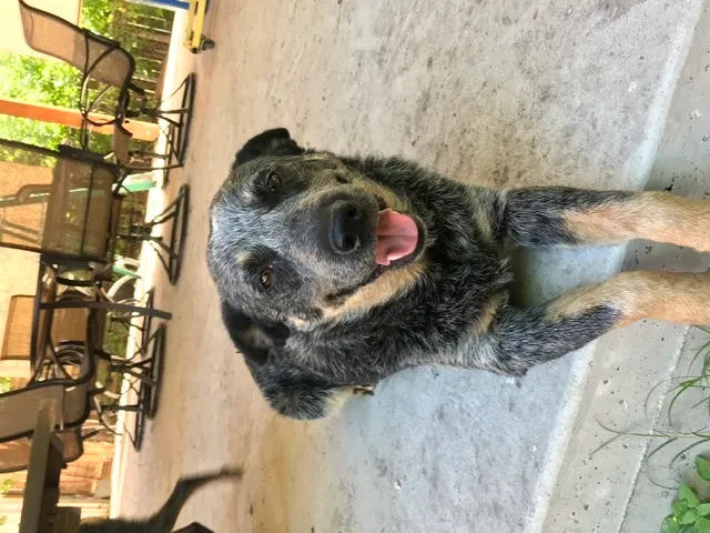 Lost dog in San Antonio, TX, 78201