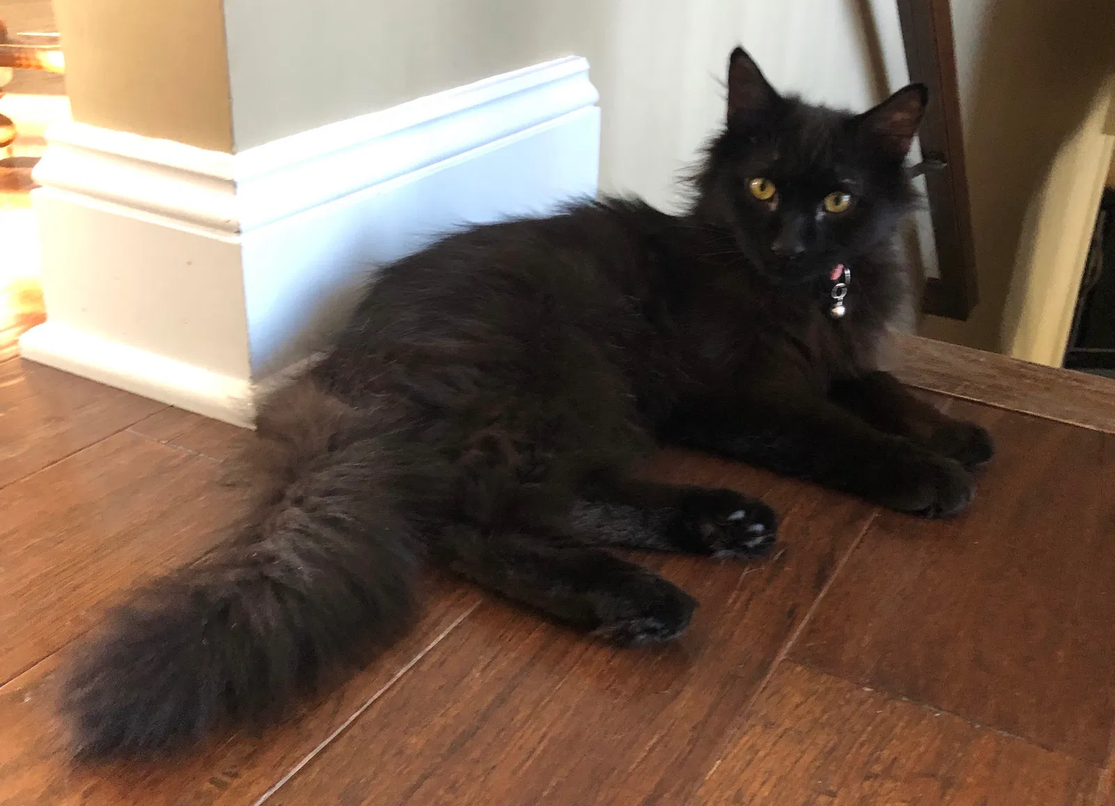 Lost cat in Wexford, PA, 15090