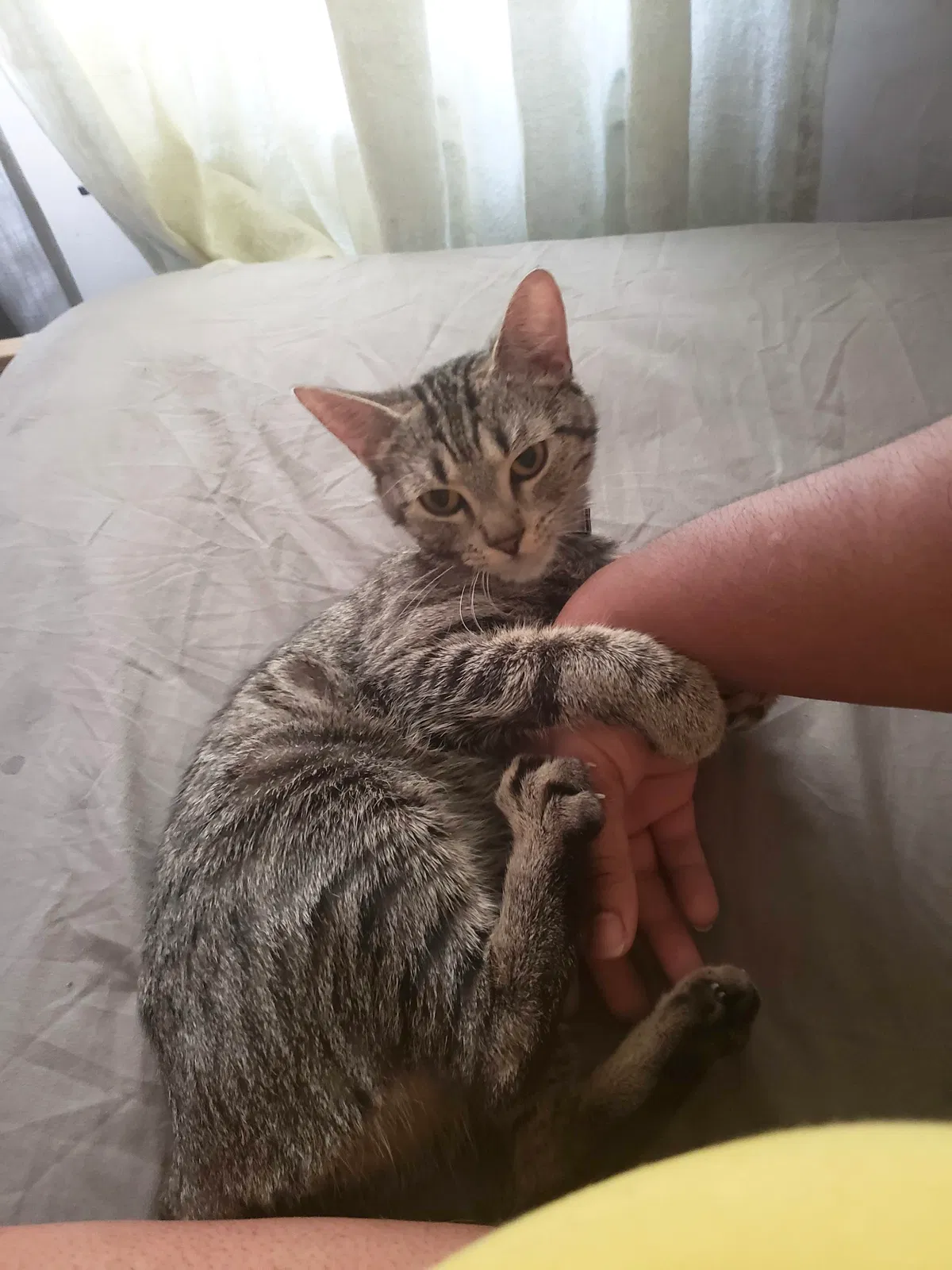 Lost cat in Bronx, NY, 10469