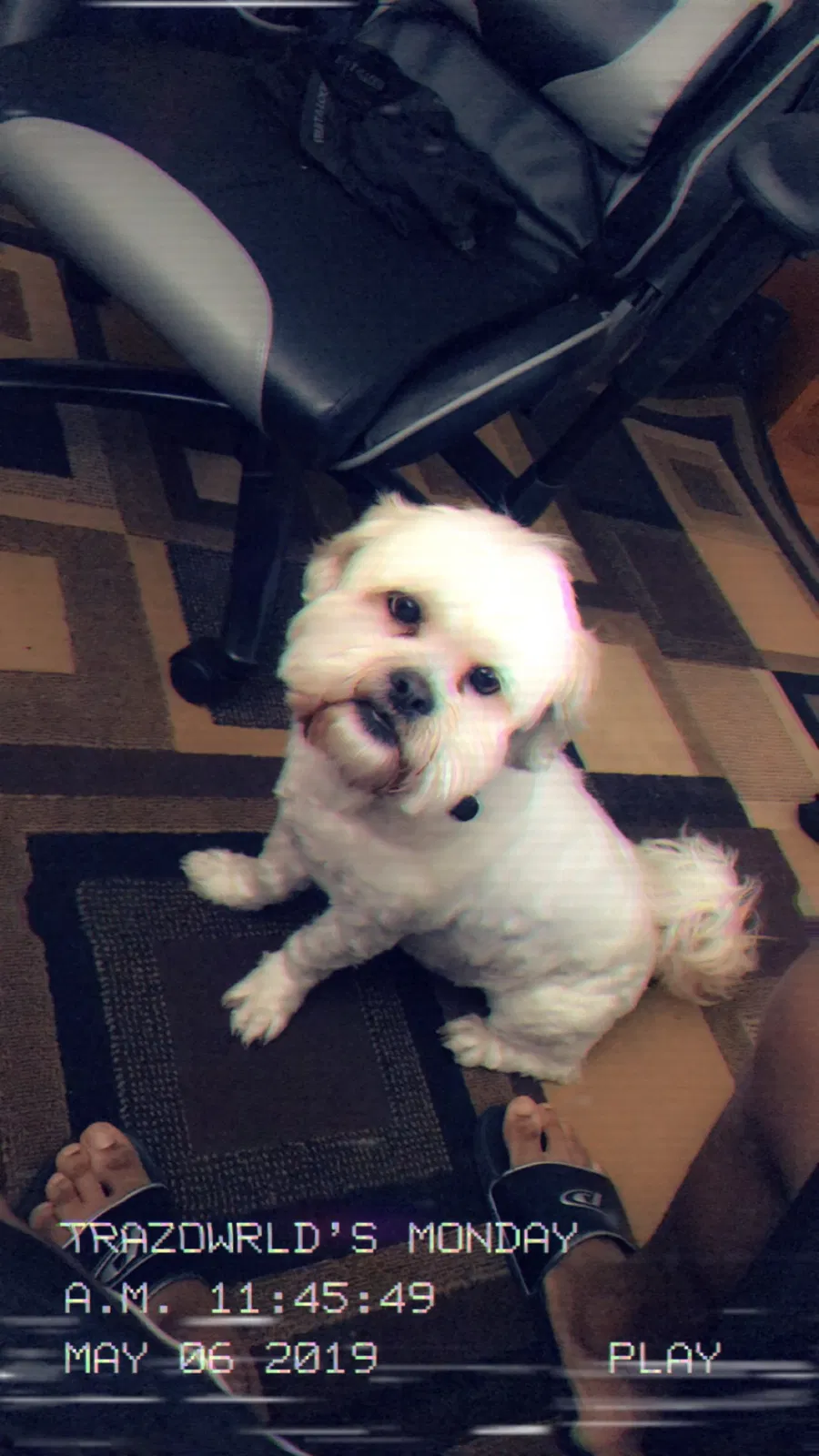 Lost dog in Cincinnati, OH, 45224