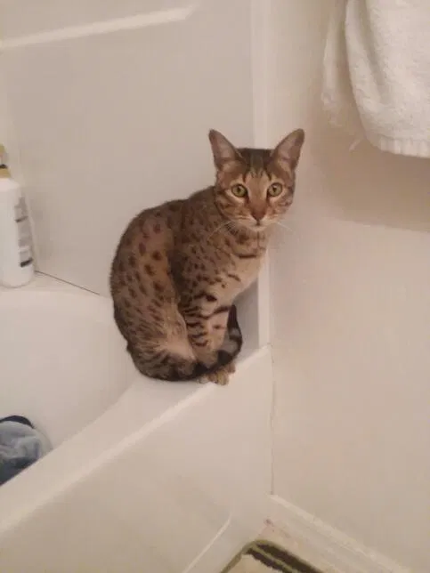 Lost cat in North Las Vegas, NV, 89086