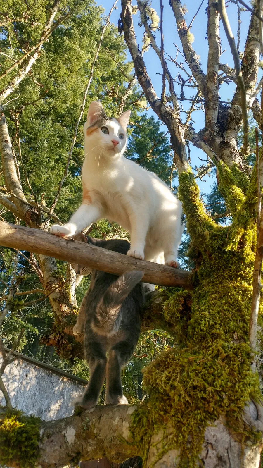 Lost cat in Port Orchard, WA, 98366