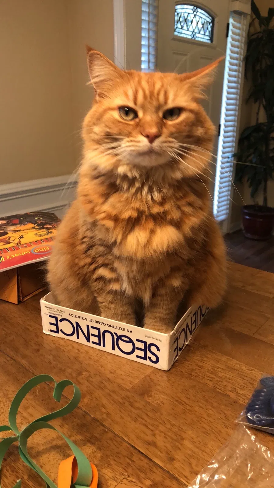 Lost cat in Suwanee, GA, 30024