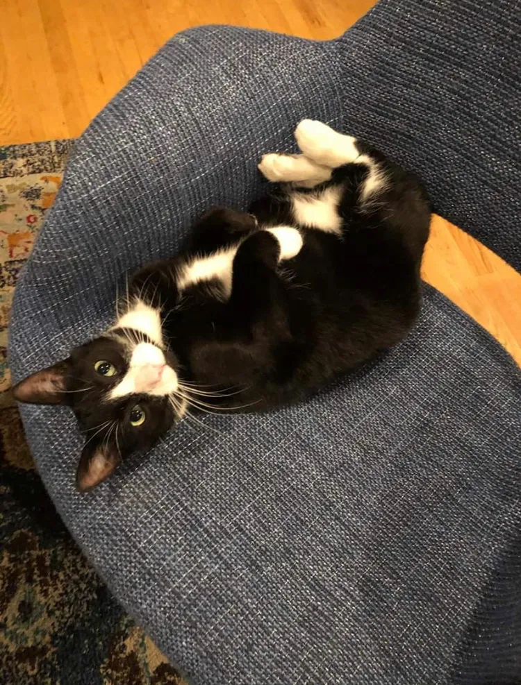 Lost cat in Chicago, IL, 60657
