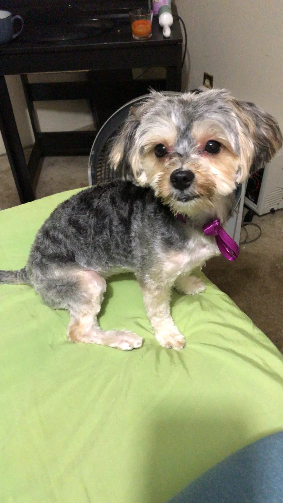 Lost dog in Cedar Knolls, NJ, 7927