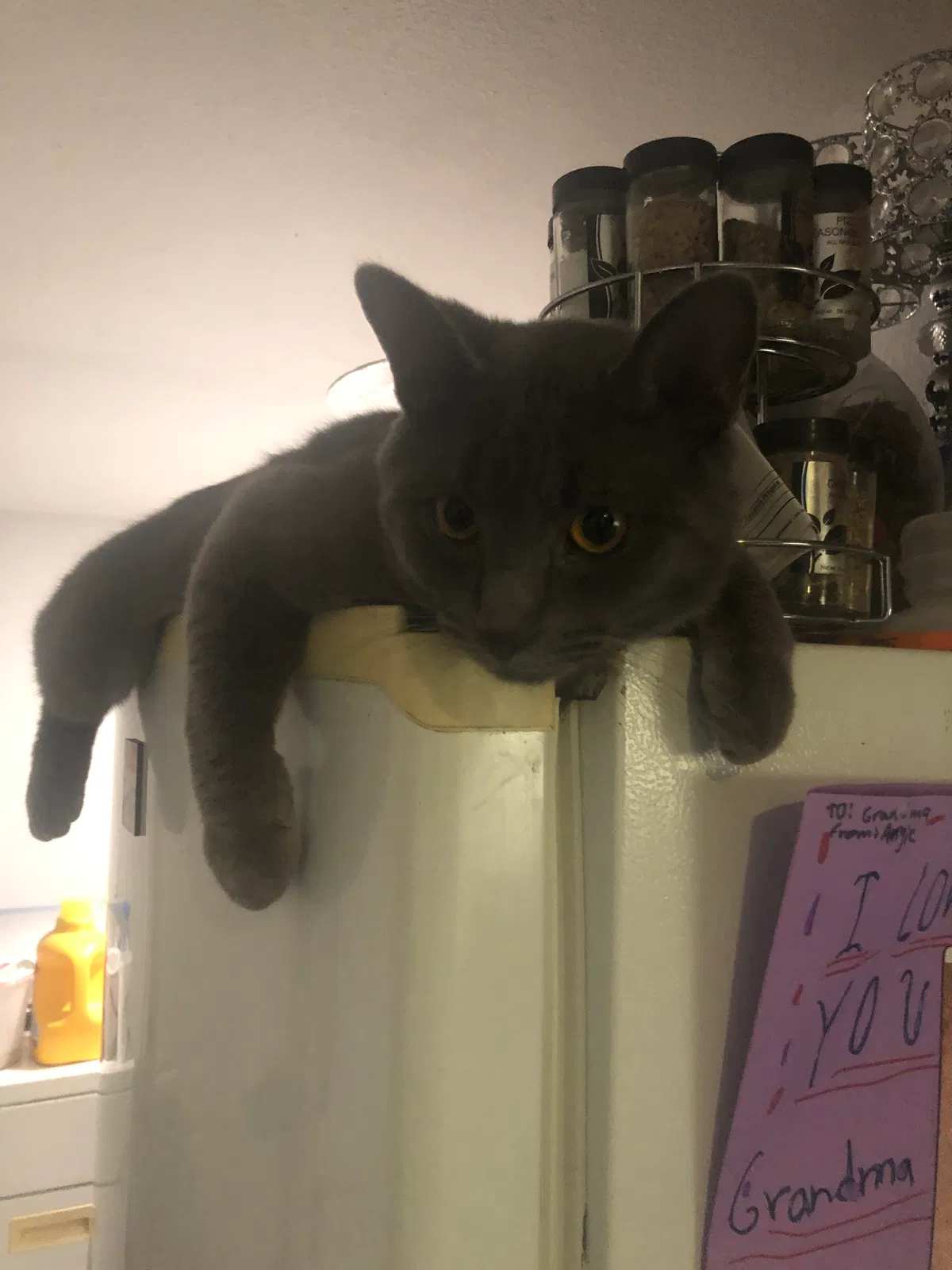 Lost cat in Carlsbad, CA, 92008