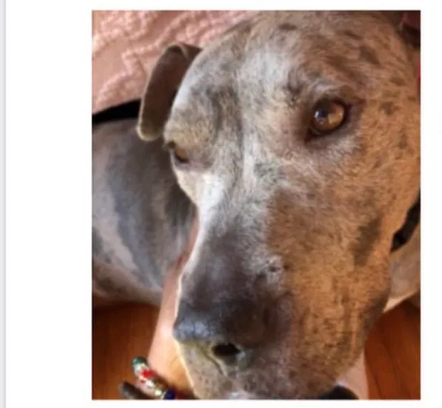 Lost dog in Baltimore, MD, 21239