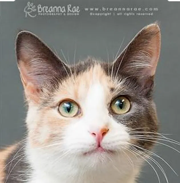 Lost cat in Milwaukee, WI, 53223
