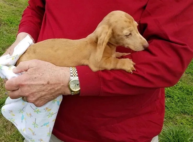 Lost dog in Pinson, AL, 35126
