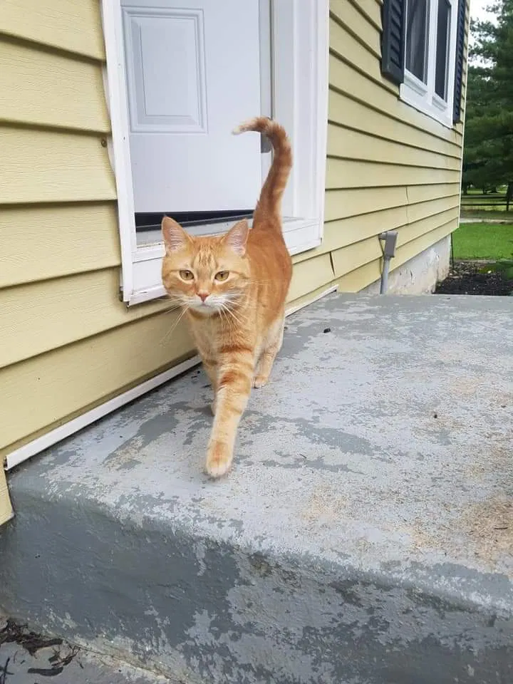 Lost cat in Batavia, OH, 45103