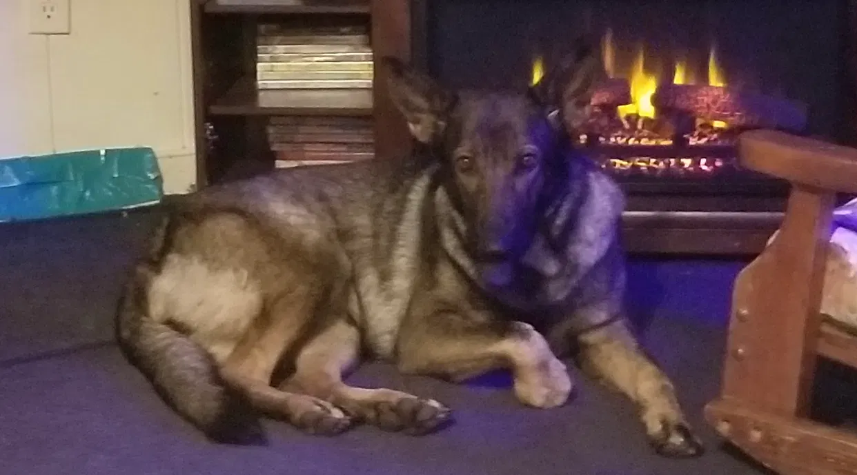 Lost dog in Richmond, VA, 23237